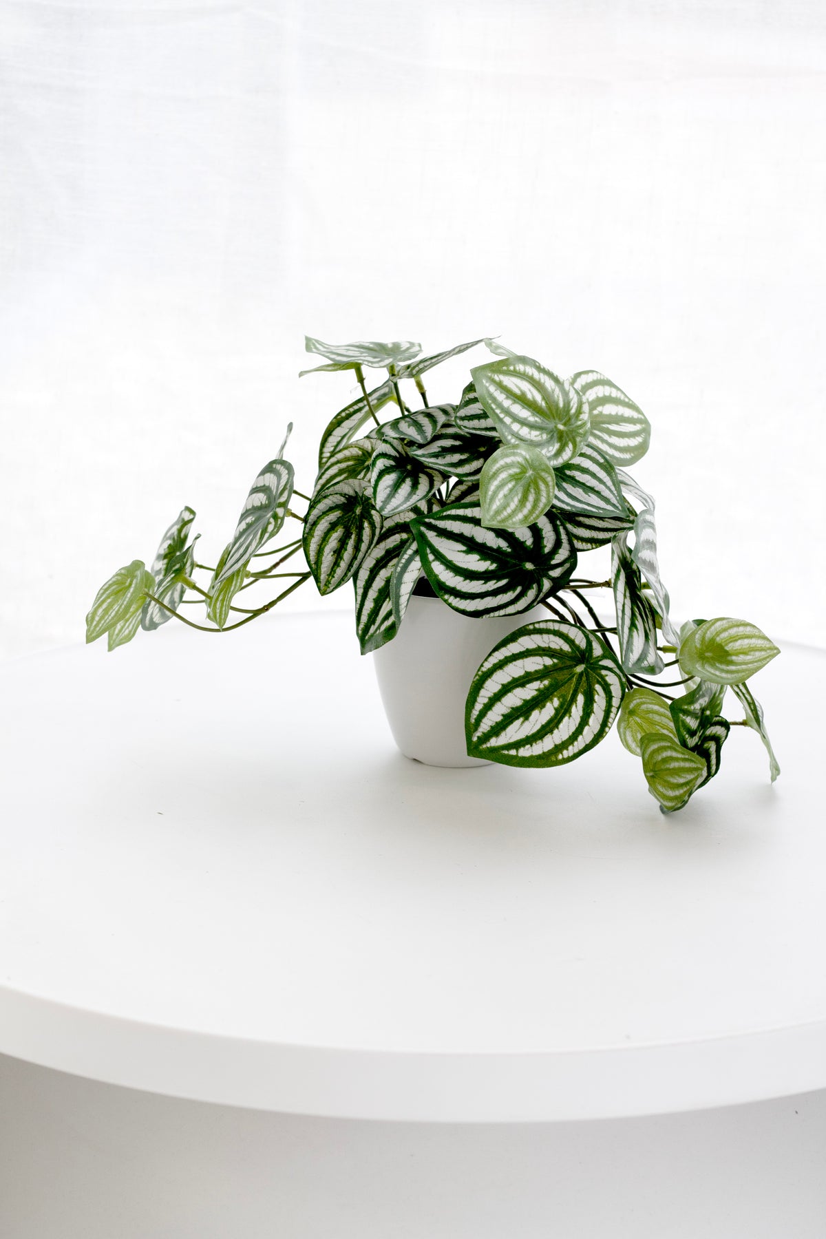 Faux watermelon peperomia in a white pot on a round white side table