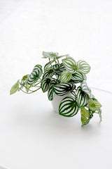 Watermelon Peperomia Faux Potted Plant - 24cm
