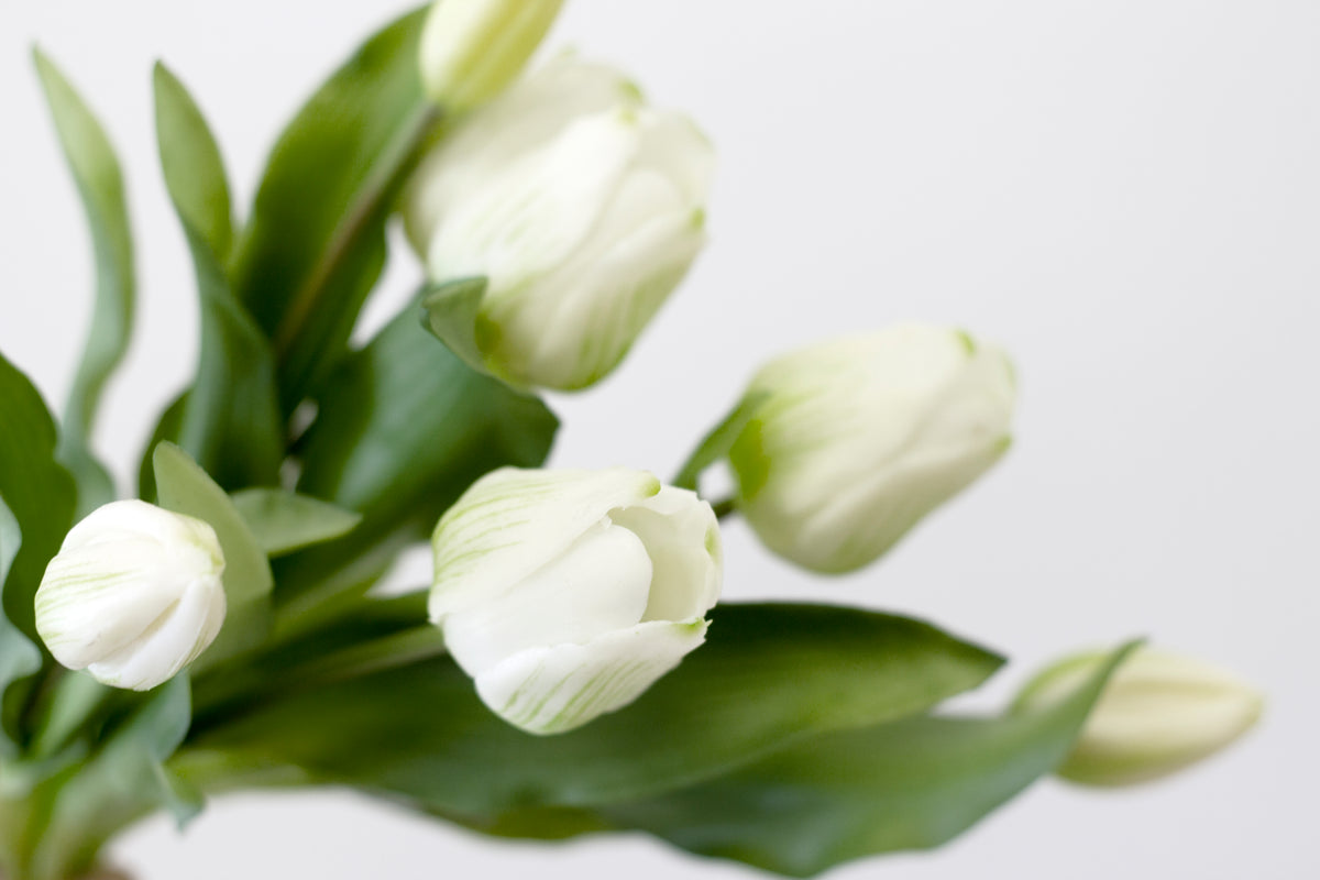 White faux tulips and leaves shown close against a white background