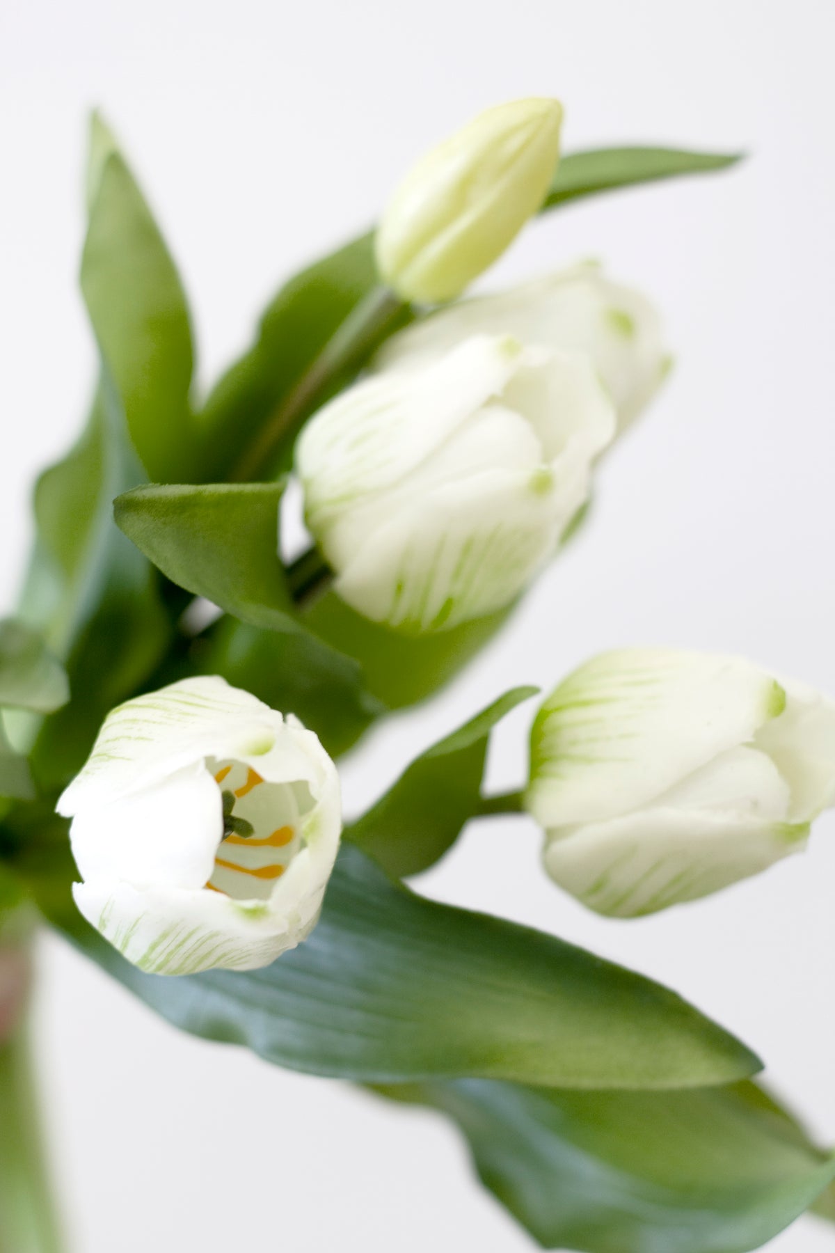 Close-up of white faux tulip heads and green leaves