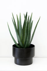 Greenery: Artificial Aloe Vera plant in a black pot.
Product Name: Artificial Flora Aloe Vera Potted 53cm
Brand Name: Artificial Flora