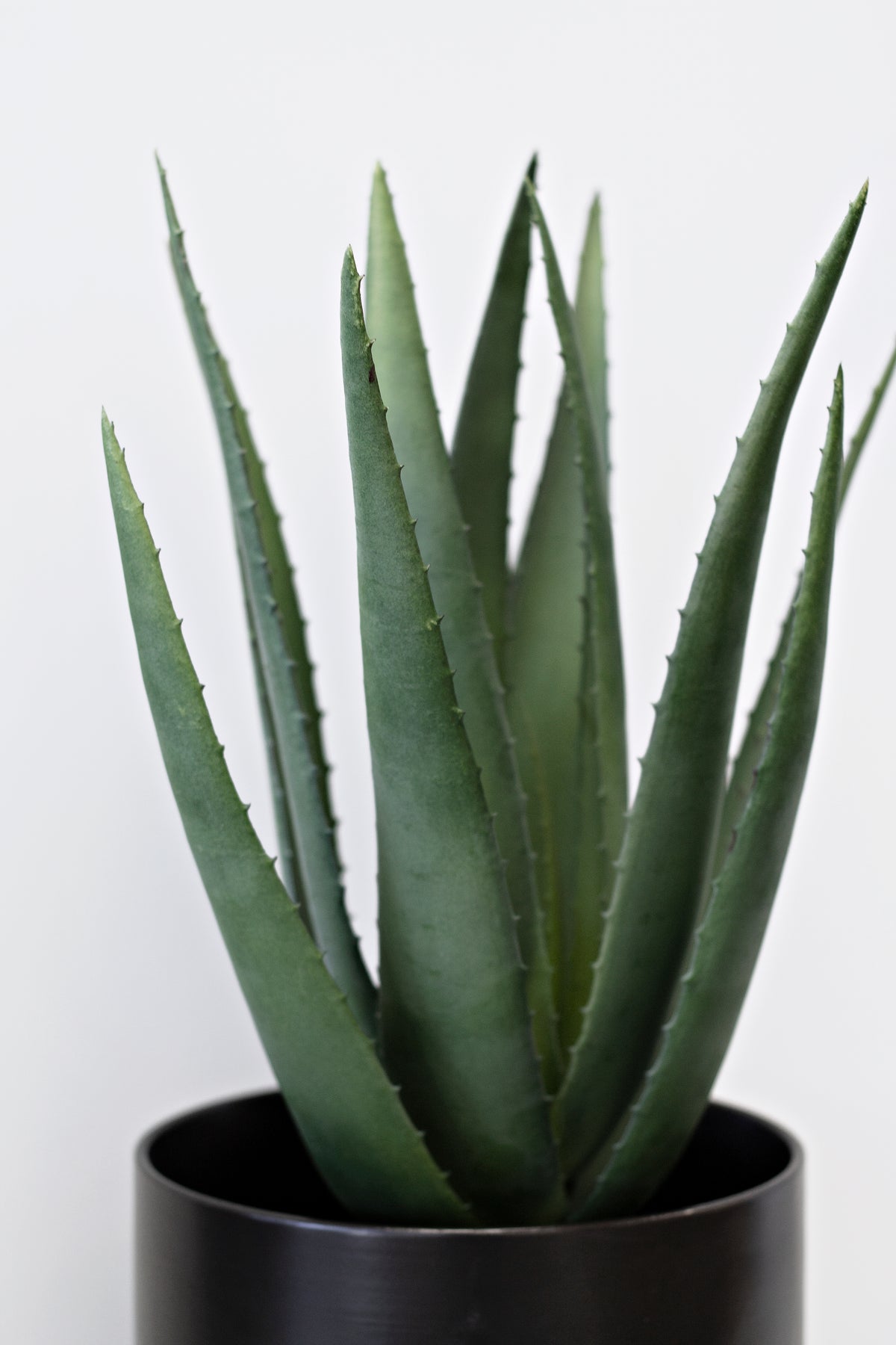 Aloe leaves rising from a black pot, close view