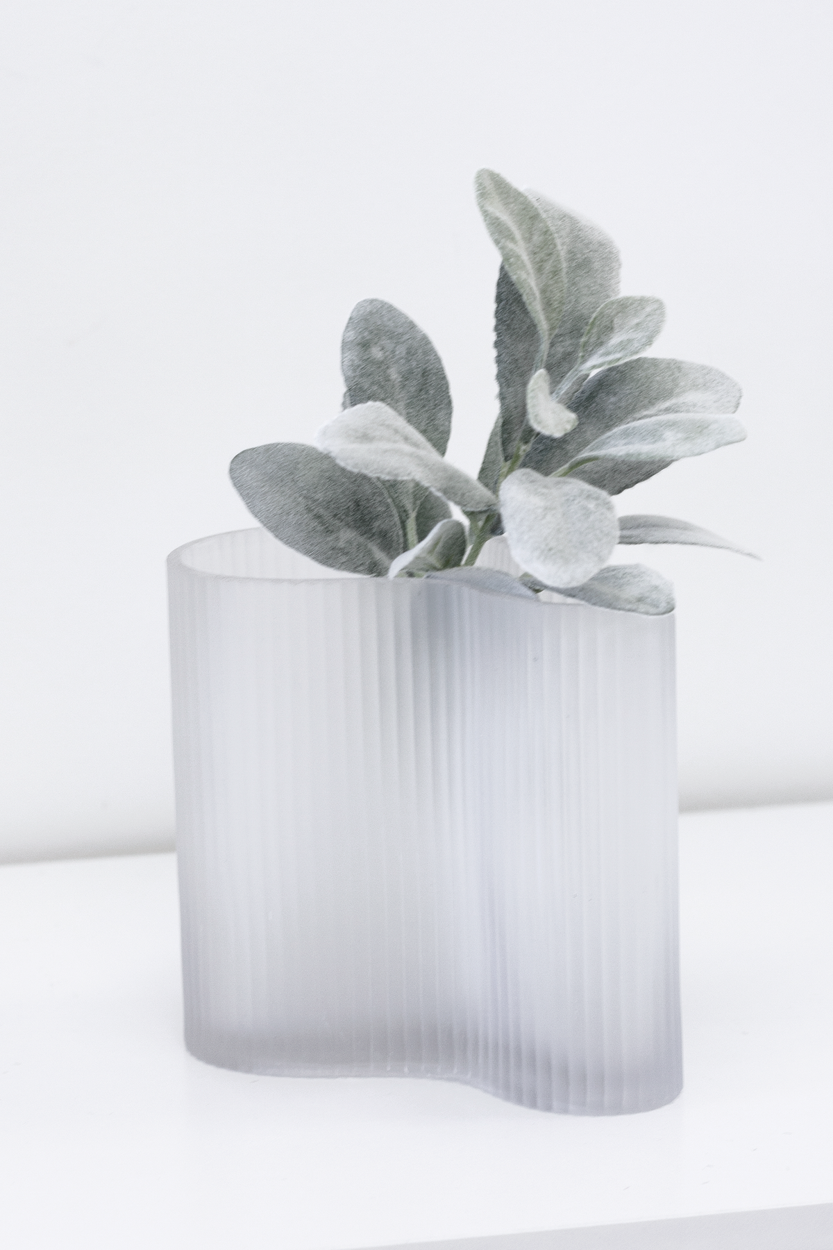 Lamb's ear in a ribbed frosted vase on a white surface