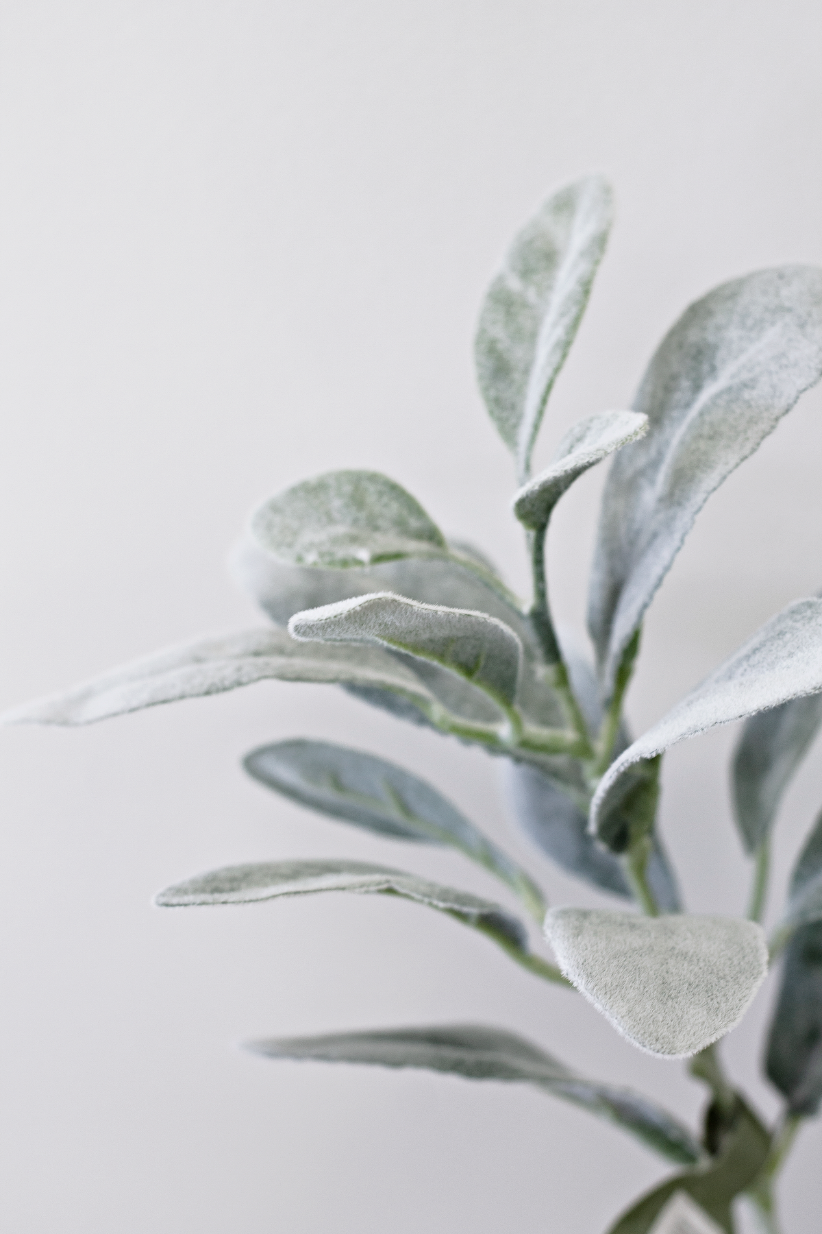 Close view of velvety lamb's ear leaves