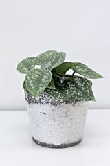 An Artificial Flora Scindapsus Pictus Potted 18cm plant nestled in a white pot on a white surface, adding a touch of greenery to any space.
