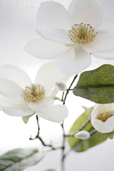 Legacy Magnolia Faux Spray Cream