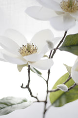 Legacy Magnolia Faux Spray Cream