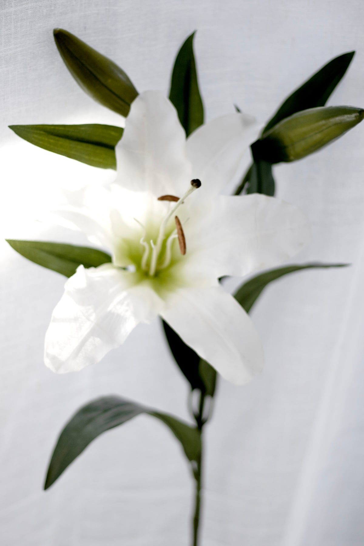 Close view of a white lily bloom with long green leaves