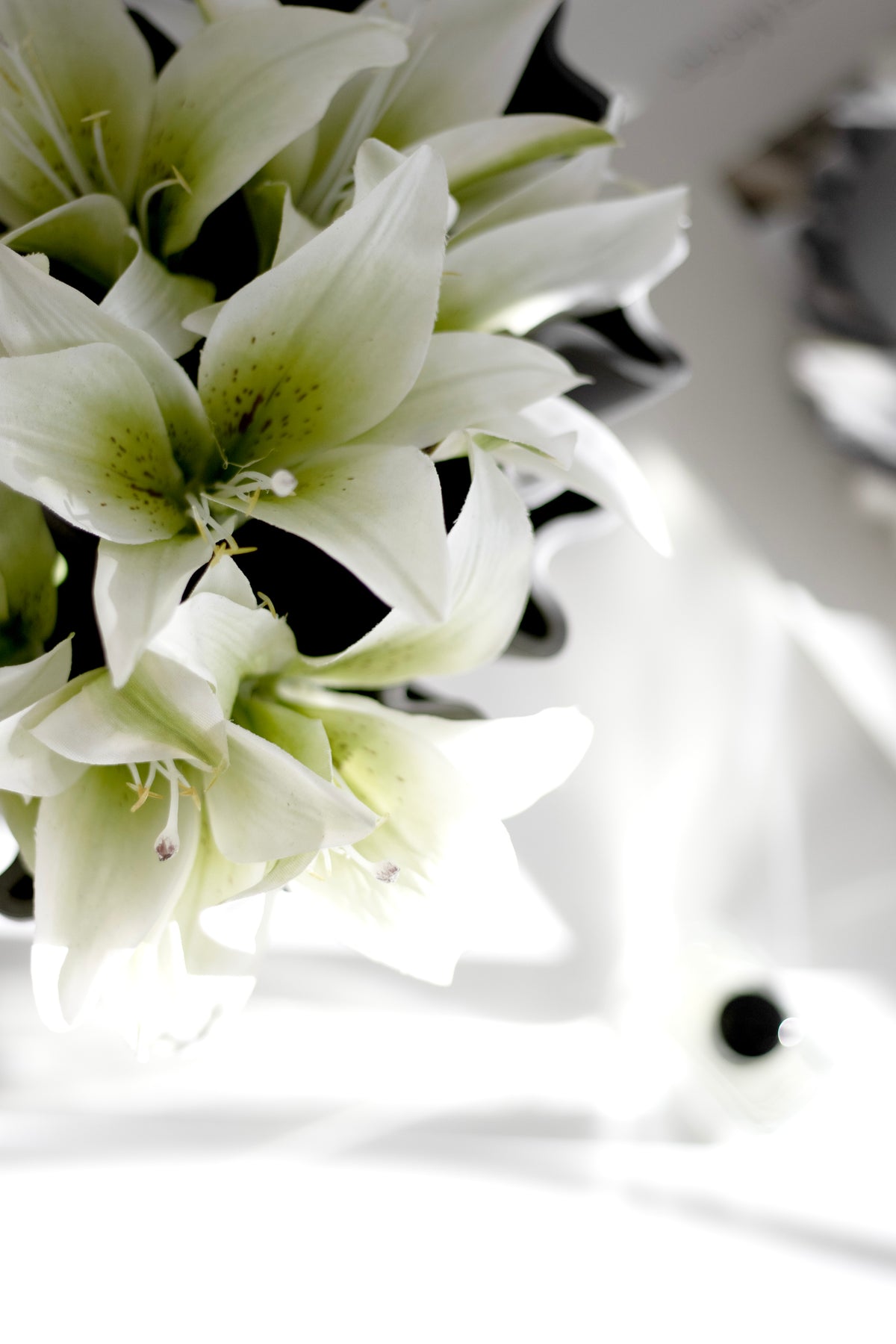 Close view of cream lilies with green throats in bright daylight
