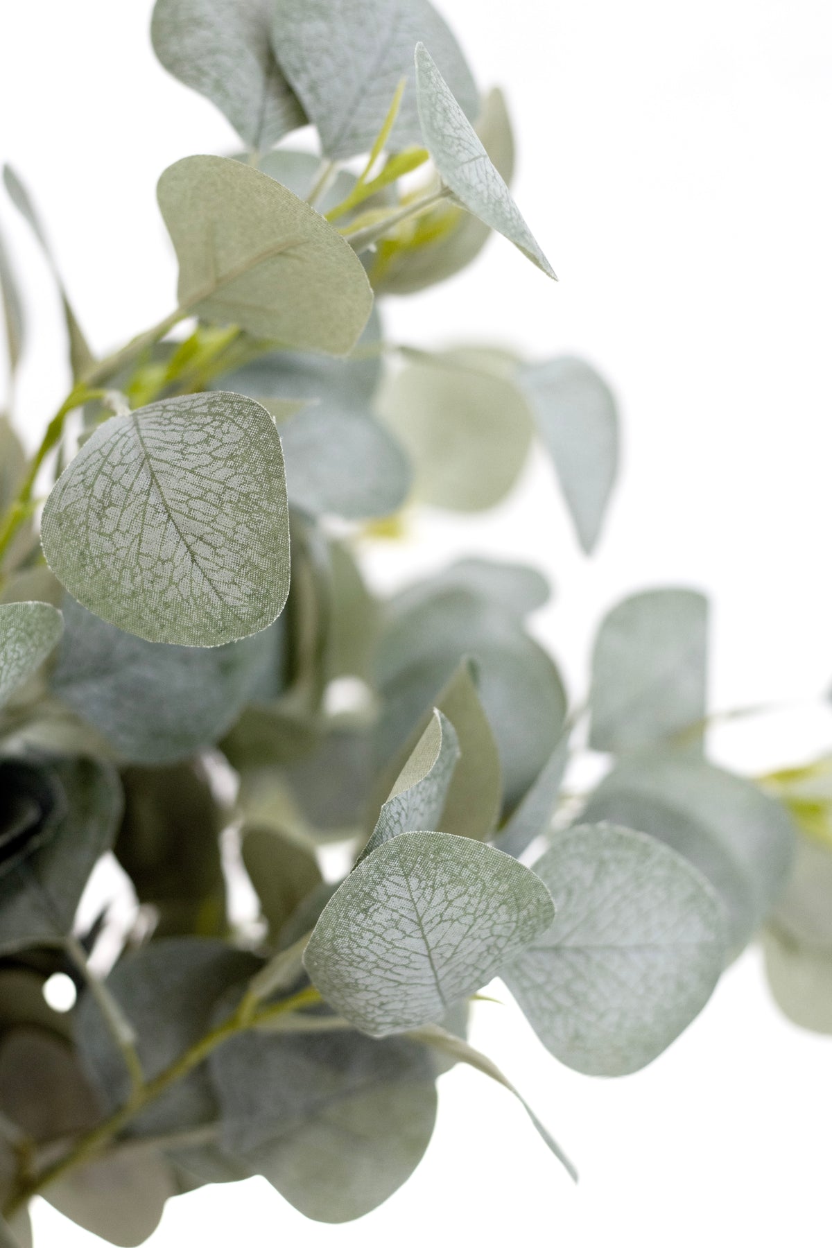 River Gum Eucalyptus stem showing soft grey-green foliage