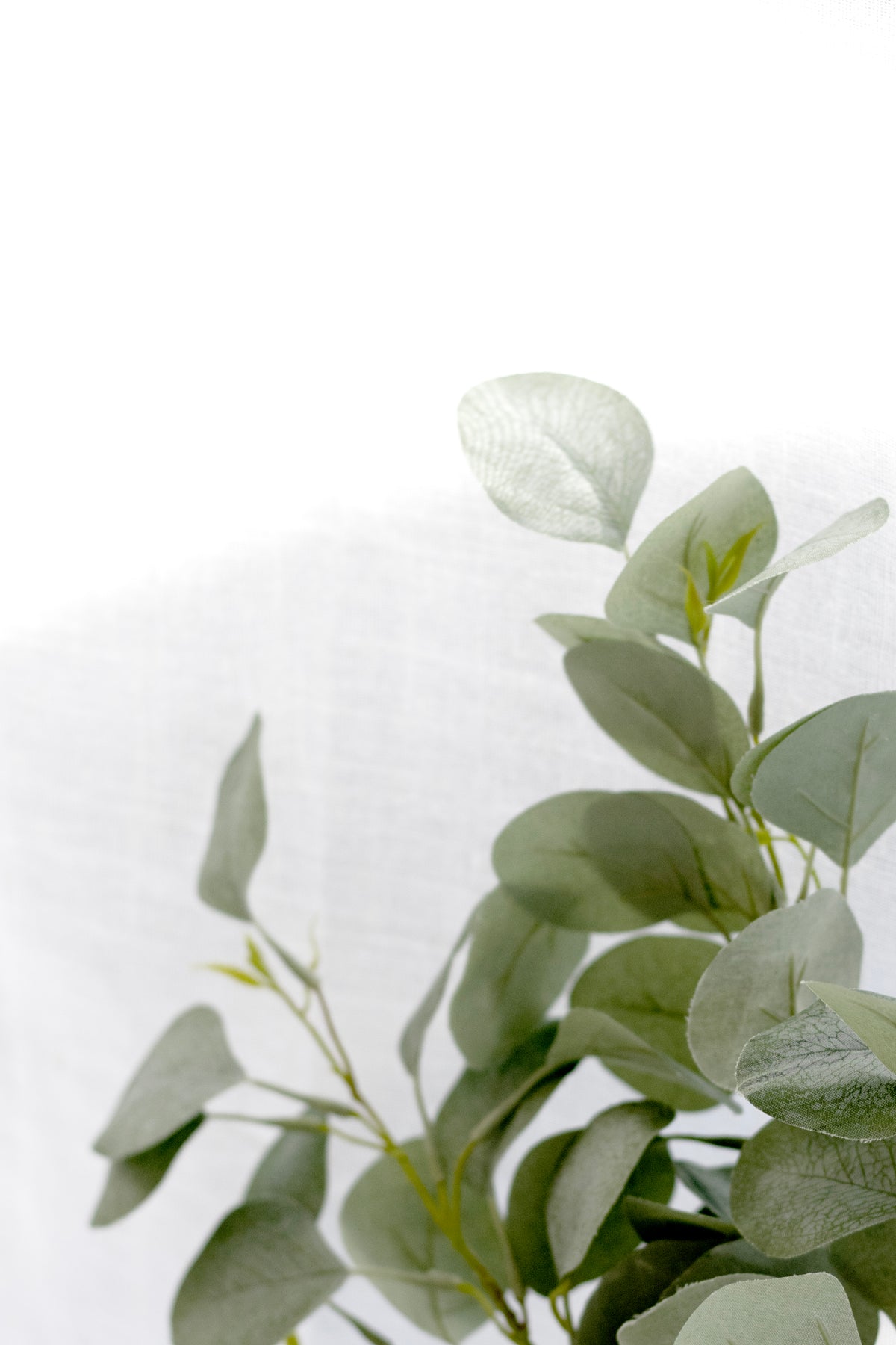 River Gum Eucalyptus stem styled in a tall vase