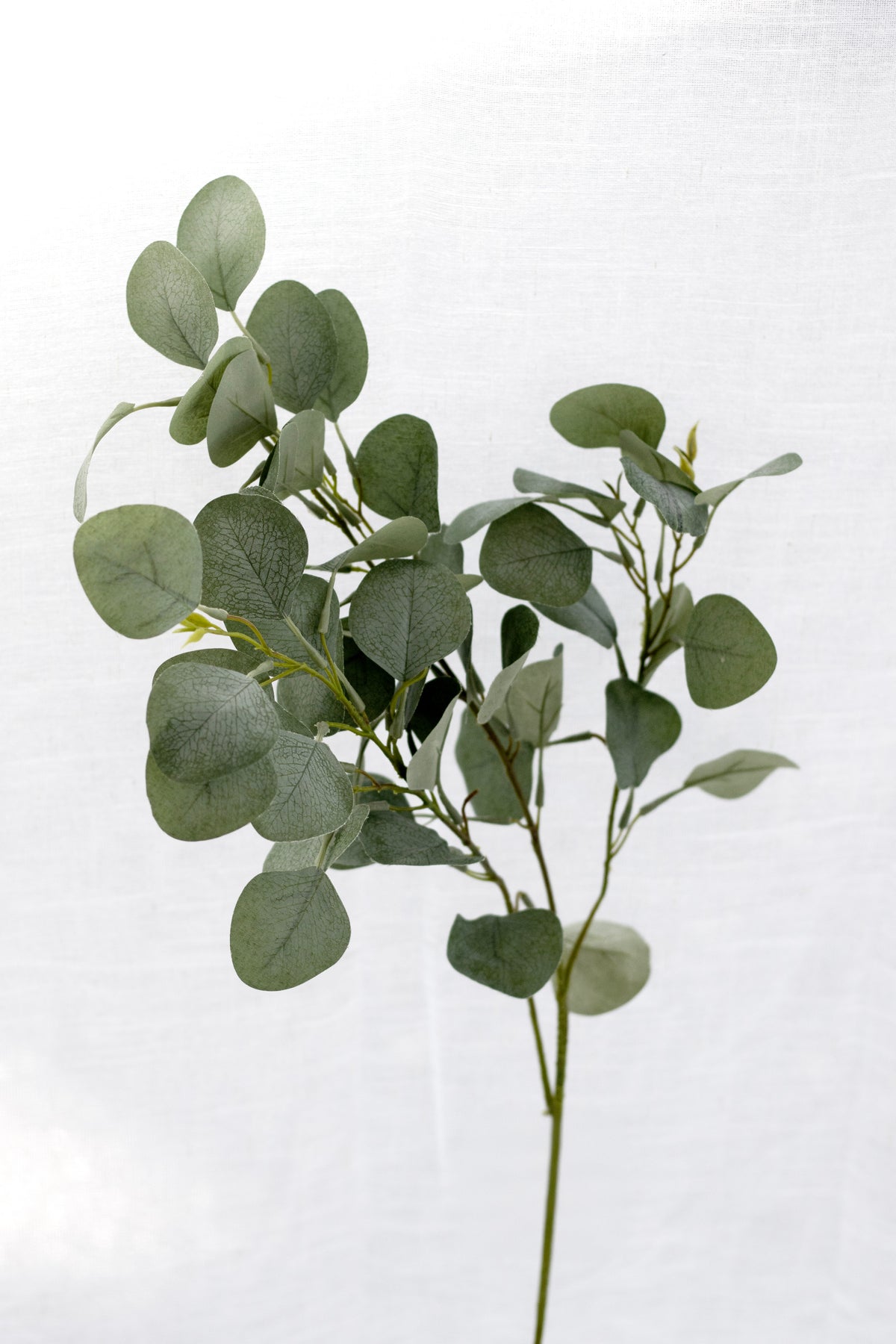 Close-up of River Gum Eucalyptus faux leaves