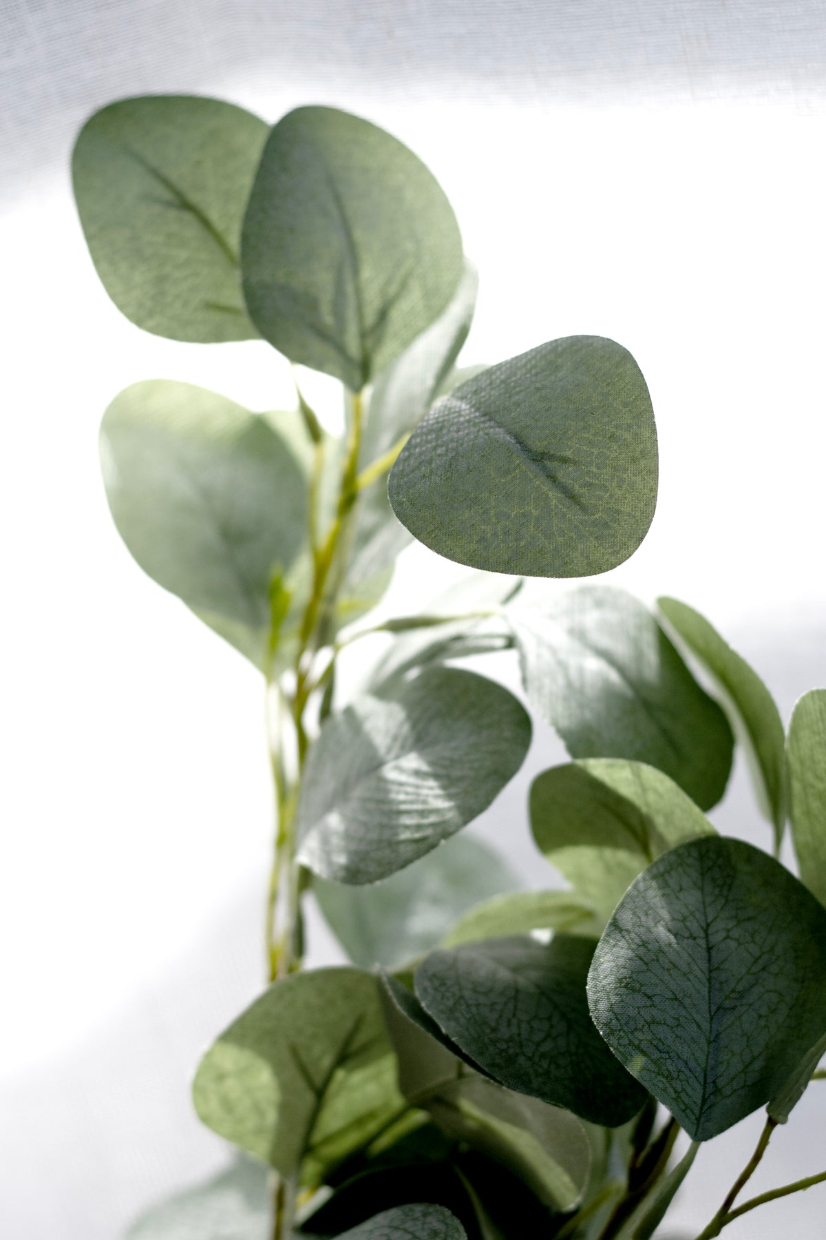River Gum Eucalyptus stems arranged for a layered look