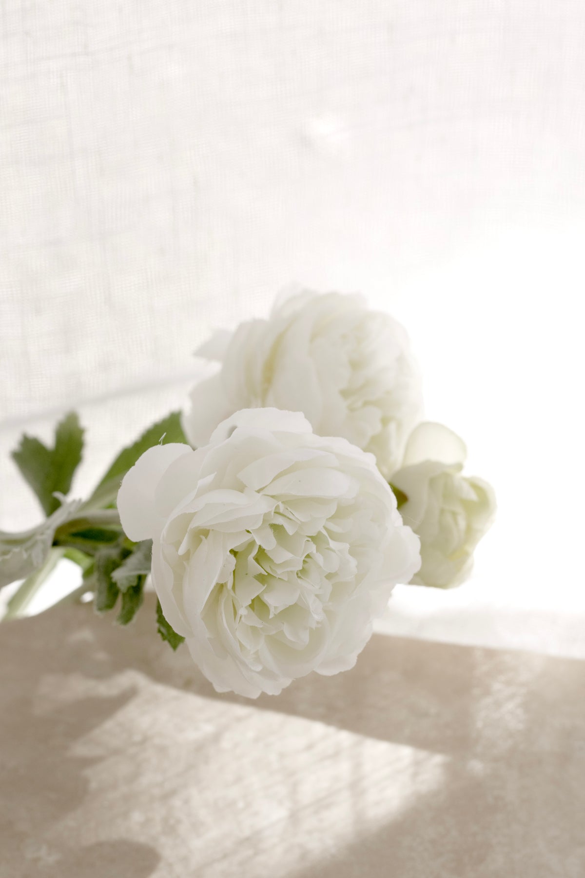 White ranunculus blooms on a white surface in soft light