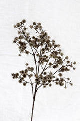 Gypsophila Cutting – Cinnamon 67cm Faux Baby's Breath