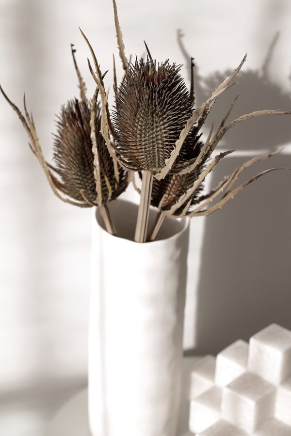 Dried Thistle x3 Bundle