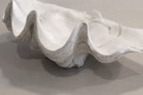 White Resin Clam Shell - Large