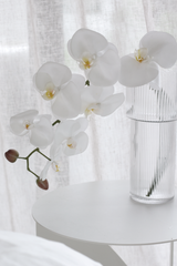 White Phalaenopsis Orchid Large