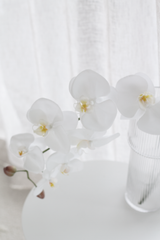 White Phalaenopsis Orchid Large