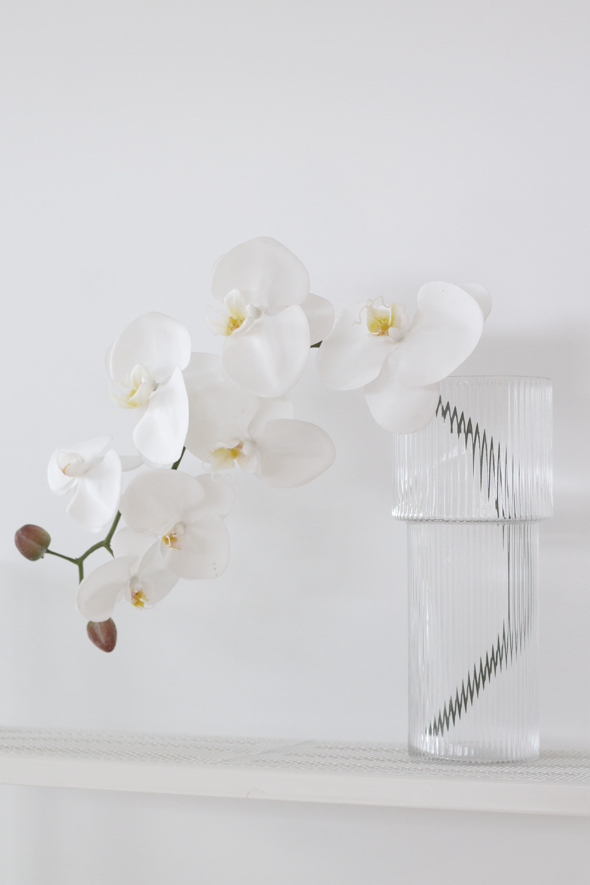 Ribbed glass vase holding a white orchid on a pale ledge in soft light