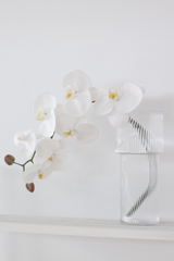 White Phalaenopsis Orchid Large