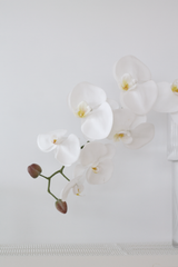 White Phalaenopsis Orchid Large