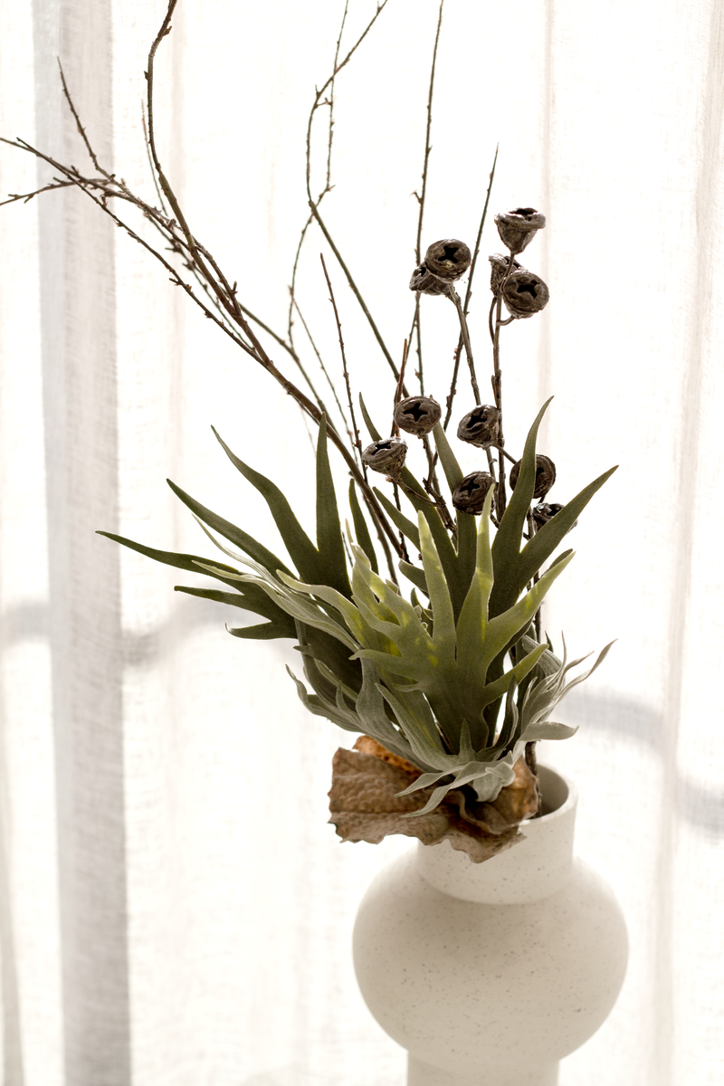 Mini Staghorn Fern Bush