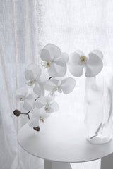 White Phalaenopsis Orchid Large