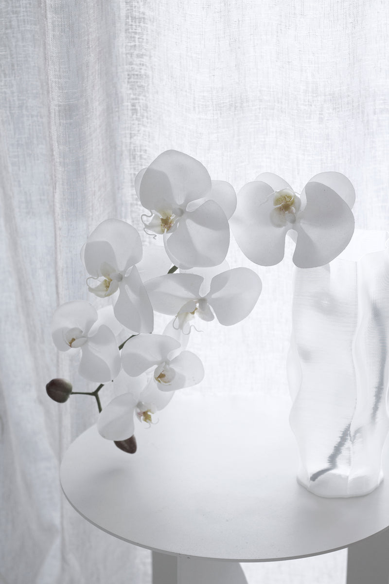 White Phalaenopsis Orchid Large