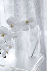 White Phalaenopsis Orchid Large