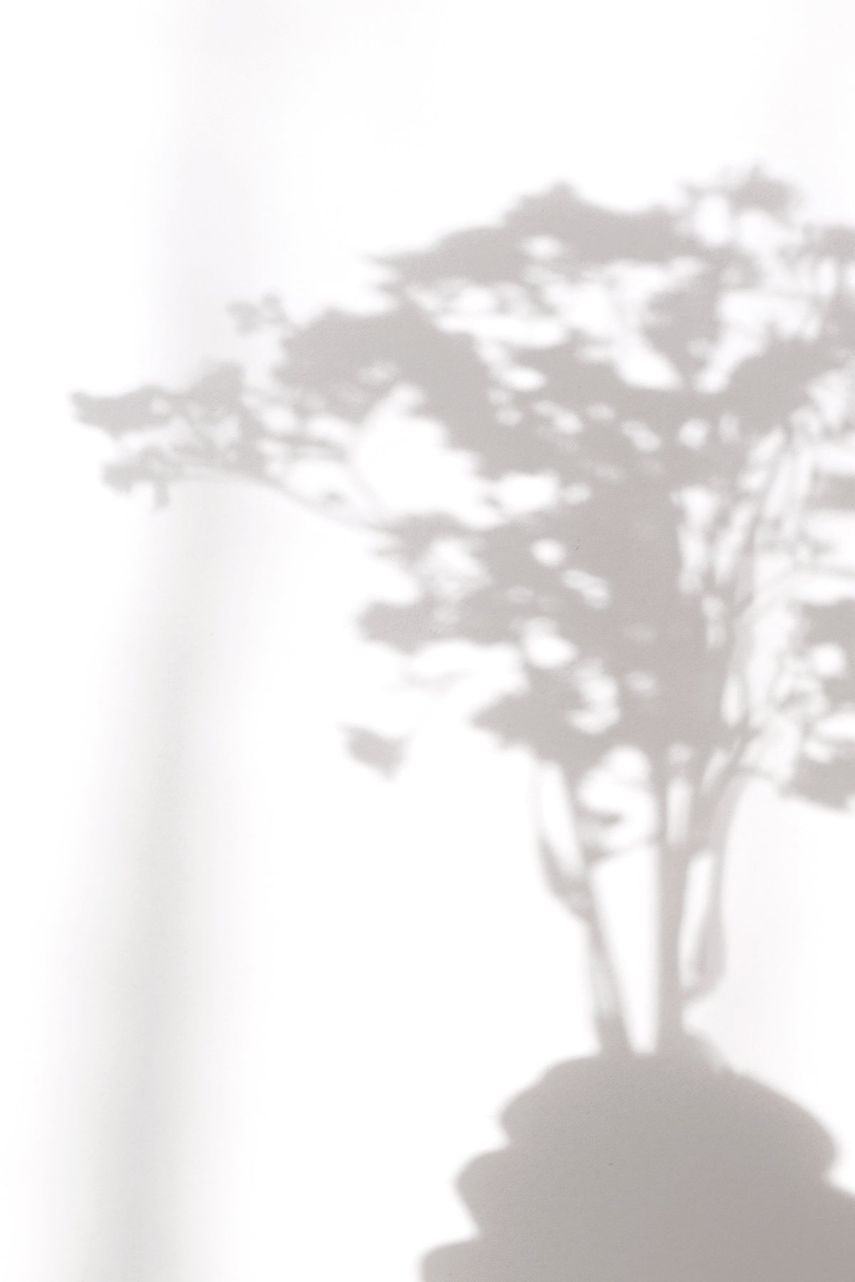 Shadow of gypsophila stems cast on a white wall