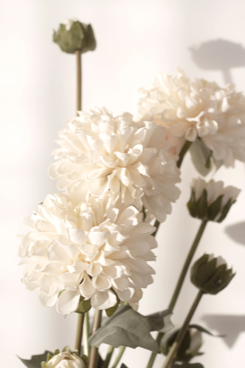 Pompom Dahlia Bundle - Cream