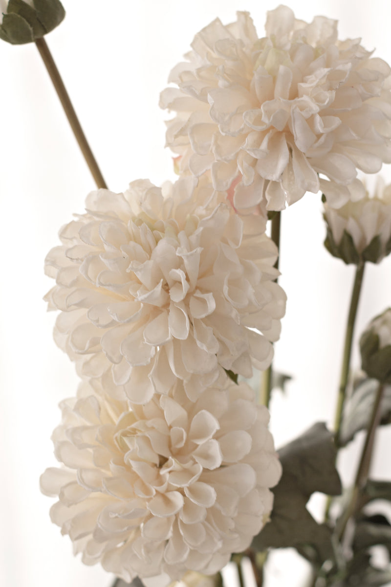 Pompom Dahlia Bundle - Cream