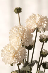 Pompom Dahlia Bundle - Cream