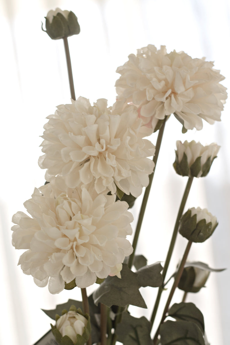 Pompom Dahlia Bundle - Cream