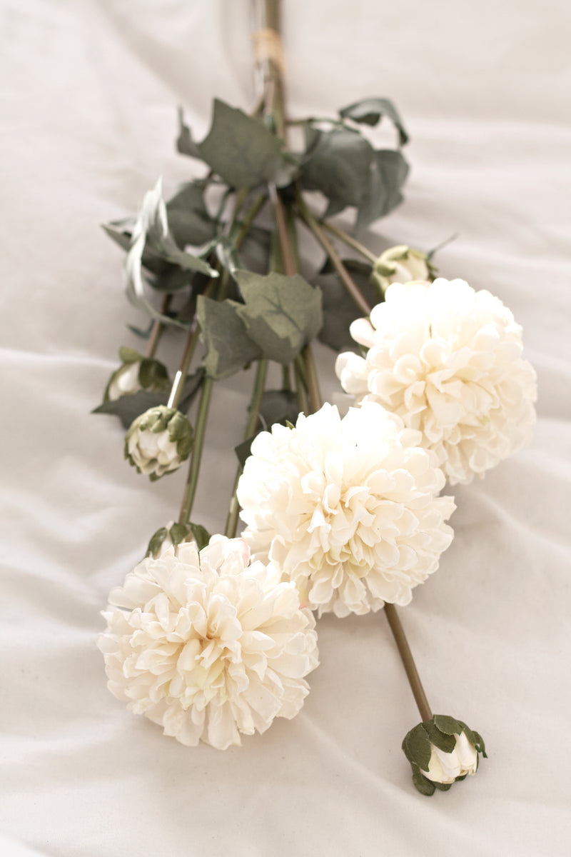 Pompom Dahlia Bundle - Cream