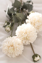 Pompom Dahlia Bundle - Cream