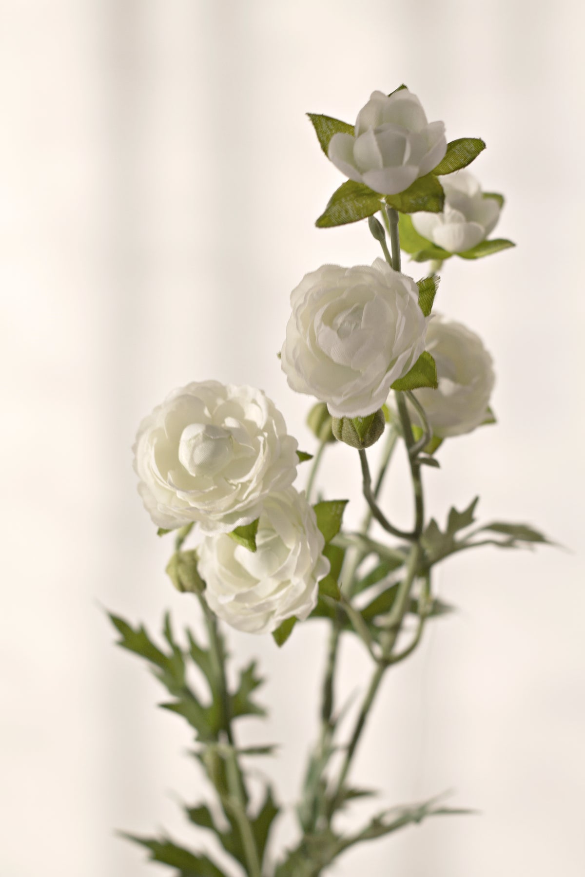 White ranunculus blooms against a cream wall in warm light