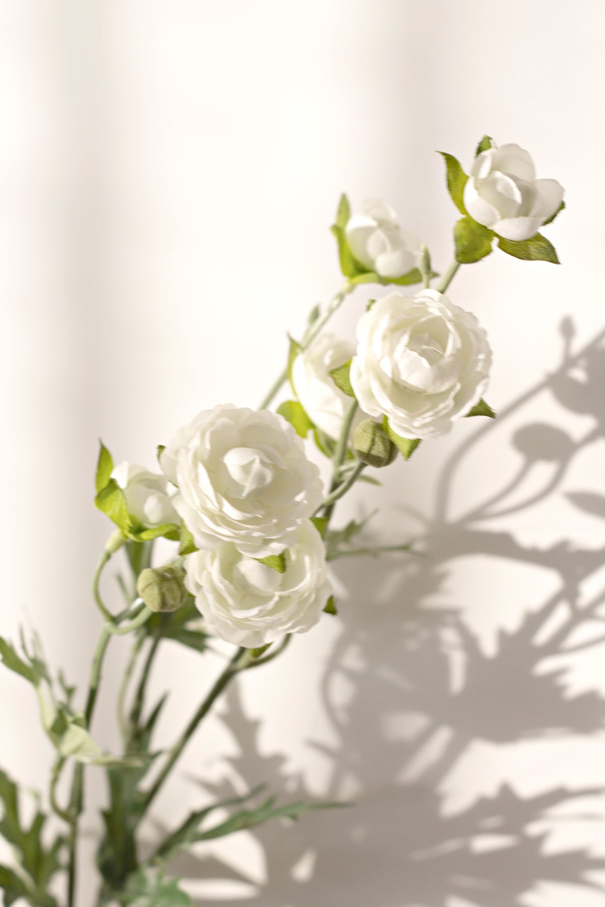 Ranunculus spray casting leaf shadows on a cream wall