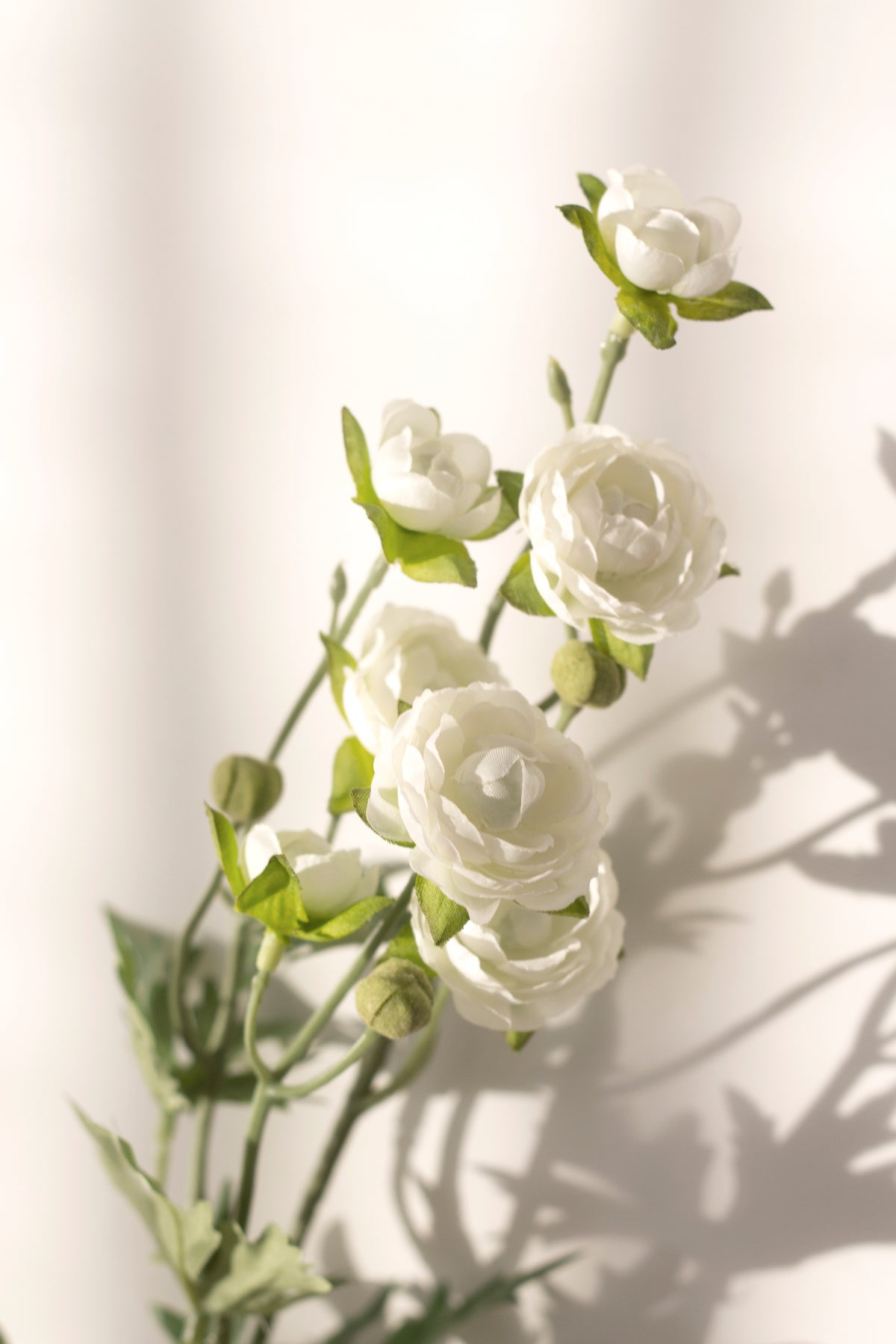 Ranunculus spray in window light with soft shadows