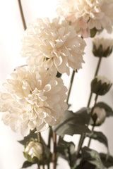 Pompom Dahlia Bundle - Cream