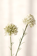 Mini Allium Cream 46cm