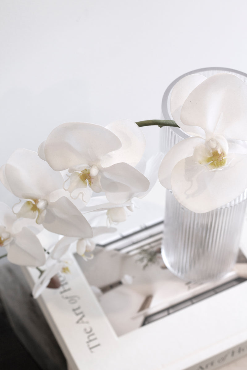 White Phalaenopsis Orchid Large