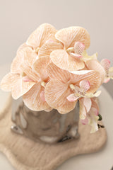 Apricot Moth Orchid