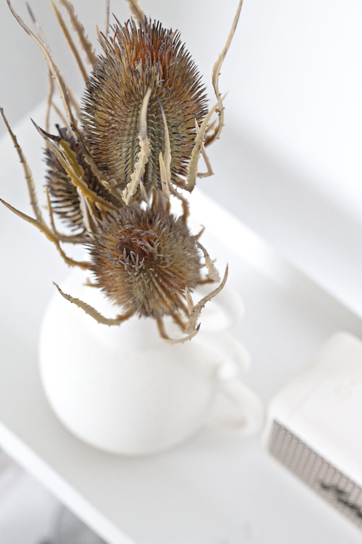 Chloe vase of dried teasel heads on a white shelf, seen close