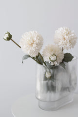 Pompom Dahlia Bundle - Cream