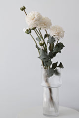 Pompom Dahlia Bundle - Cream