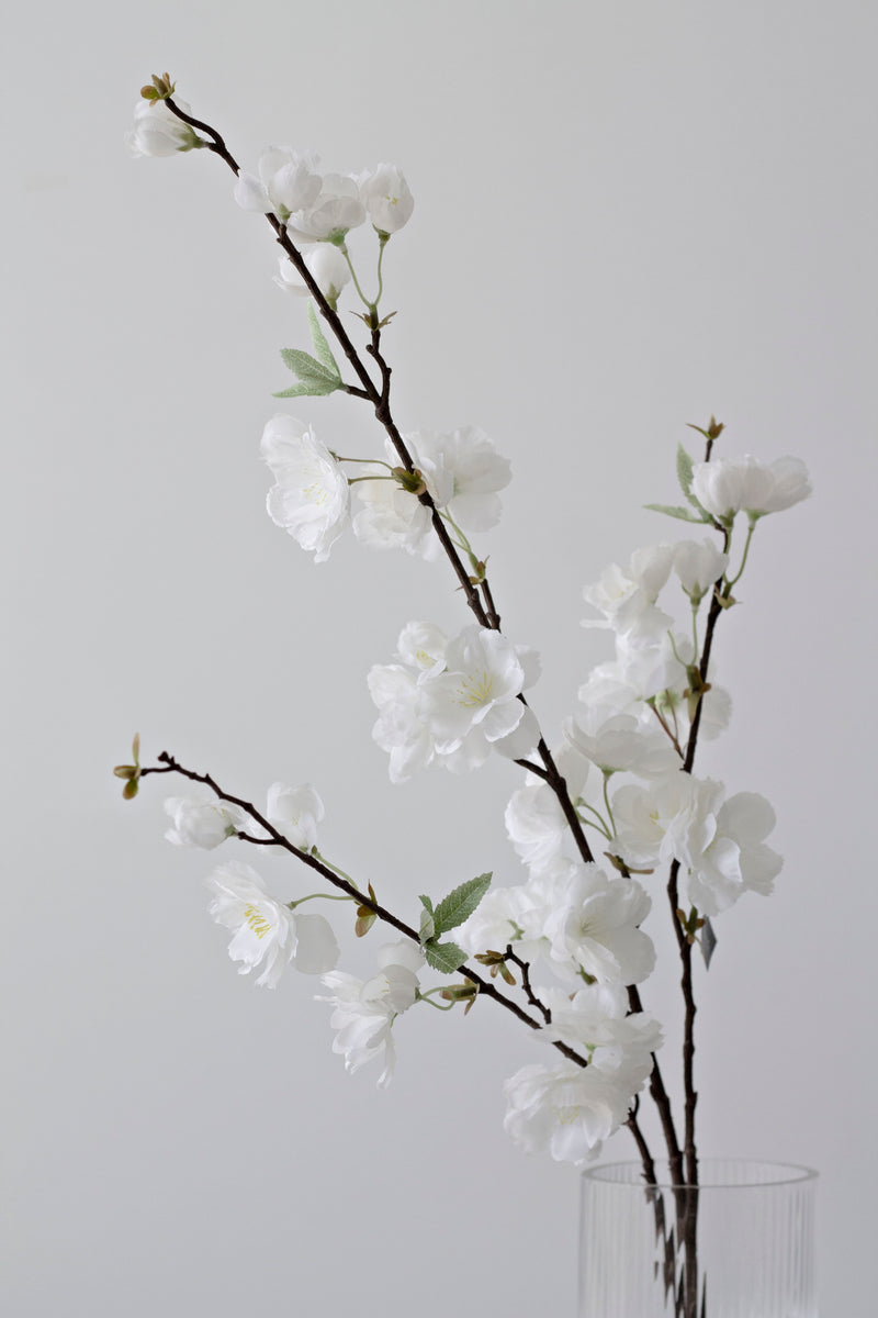 Japanese Cherry Blossom - White