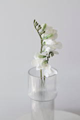 Freesia - White