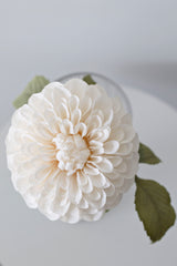 Pom Pom Dahlia - Cream